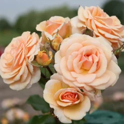Rose 'Sweet Honey'