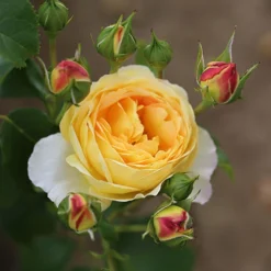 ROTY 2021 Rose 'Belle De Jour' 9 ROTY 2021 Rose 'Belle De Jour' -Verdant Vibes Zone 530478 2
