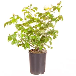 ROTY 2021 Rose 'Belle De Jour' 12 ROTY 2021 Rose 'Belle De Jour' -Verdant Vibes Zone 530478 5