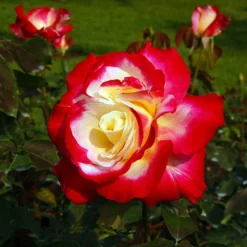 Rose 'Double Delight'