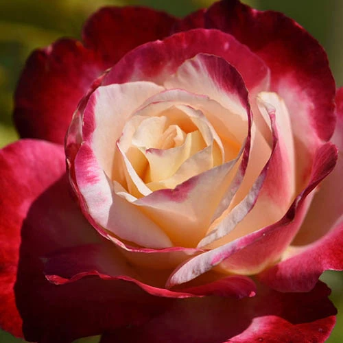 Rose 'Double Delight' 2 Rose 'Double Delight' - Image 2