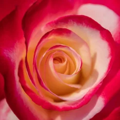 Rose 'Double Delight' 8 Rose 'Double Delight' -Verdant Vibes Zone 530527 3