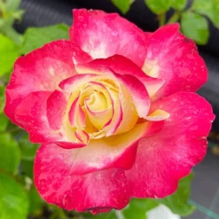 Rose 'Double Delight' 9 Rose 'Double Delight' -Verdant Vibes Zone 530527 4