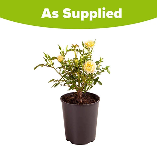 Rose 'Sweet Memories' 2 Rose 'Sweet Memories' - Image 2