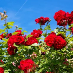 Rose The Prince's Trust -Verdant Vibes Zone 530586 2