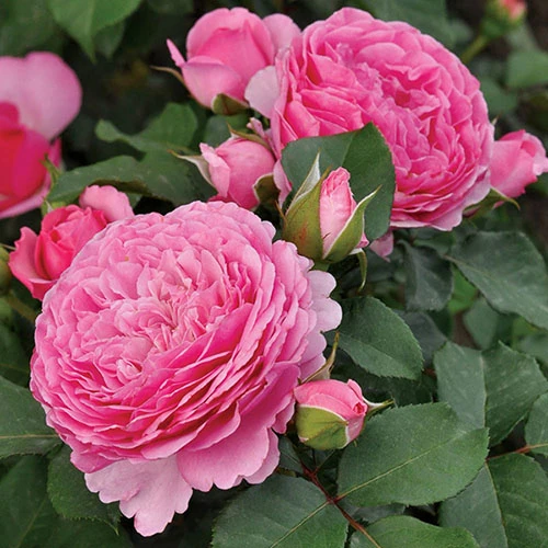 Rose 'Platinum Jubilee' 2 Rose 'Platinum Jubilee' - Image 2