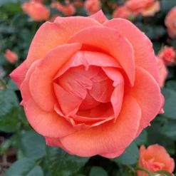 Rose Lady Marmalade ® 5 Rose Lady Marmalade ® -Verdant Vibes Zone 530749 2