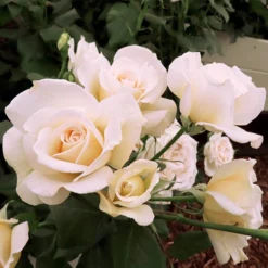 Rose Mary Berry 3L Potted 6 Rose Mary Berry 3L Potted -Verdant Vibes Zone 531000 2