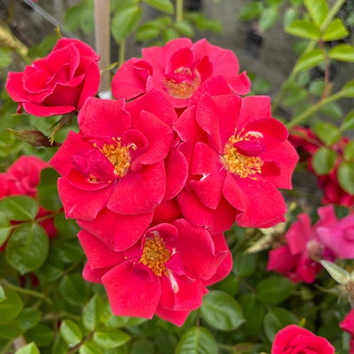 Rose Summer Sweetheart 2 Rose Summer Sweetheart - Image 2