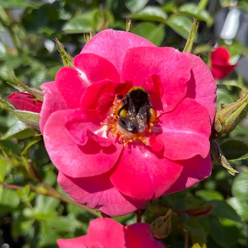 Rose Summer Sweetheart 3 Rose Summer Sweetheart - Image 3