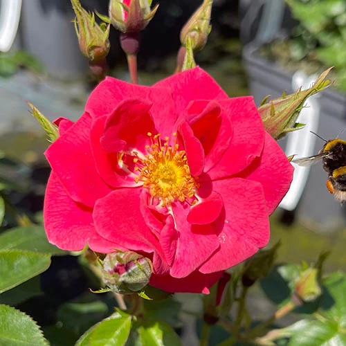 Rose Summer Sweetheart 5 Rose Summer Sweetheart - Image 5