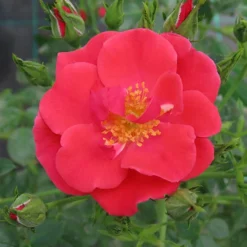 Rose Summer Sweetheart 12 Rose Summer Sweetheart -Verdant Vibes Zone 531005 5