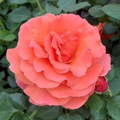 Rose Easy Does It 11 Rose Easy Does It -Verdant Vibes Zone 531007 3