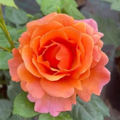 Rose Easy Does It 14 Rose Easy Does It -Verdant Vibes Zone 531007 6