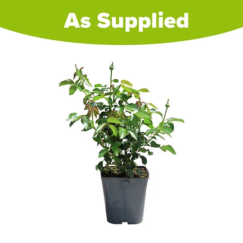 Rose Easy Does It 8 Rose Easy Does It - Image 8