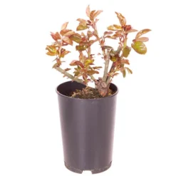 Rose Eureka 3L Potted -Verdant Vibes Zone 531017 2