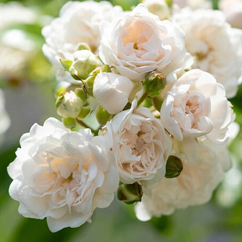 Rose The Fairy 1.5L X3 2 Rose The Fairy 1.5L X3 - Image 2