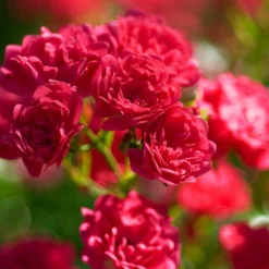 Rose The Fairy 1.5L X3 6 Rose The Fairy 1.5L X3 -Verdant Vibes Zone 531029 2