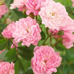 Rose The Fairy 1.5L X3 7 Rose The Fairy 1.5L X3 -Verdant Vibes Zone 531029 3