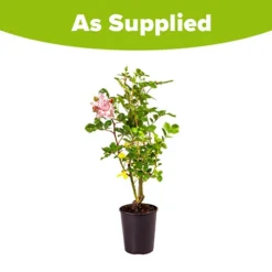 Rose 'King Charles Coronation' 3L Potted 10 Rose 'King Charles Coronation' 3L Potted -Verdant Vibes Zone 531034 4