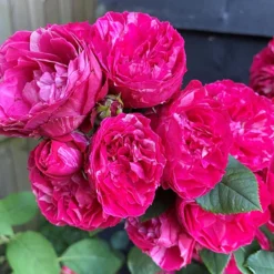 Rose Duke Of Edinburgh -Verdant Vibes Zone 540034 2