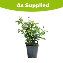 Rose Duke Of Edinburgh -Verdant Vibes Zone 540034 7