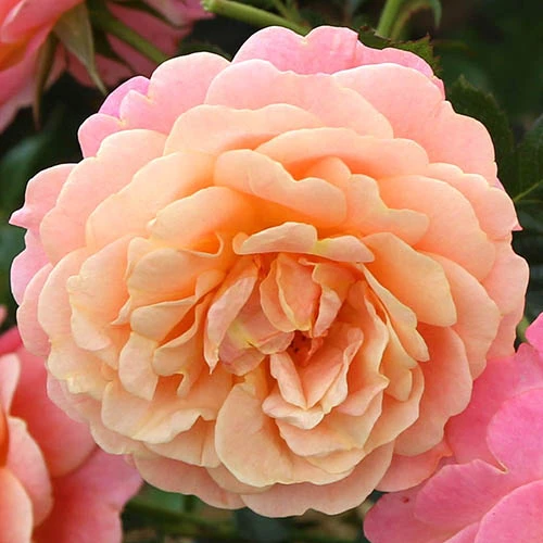 Rose Peach Melba Climbing 1 Rose Peach Melba Climbing