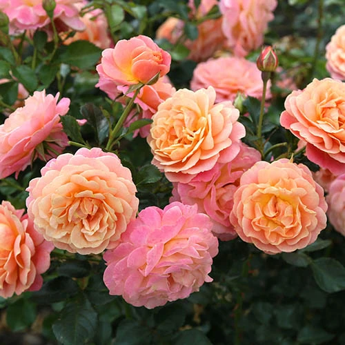 Rose Peach Melba Climbing 2 Rose Peach Melba Climbing - Image 2