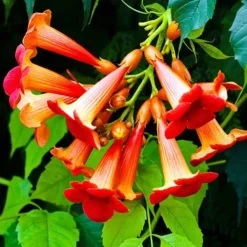 Patio Campsis 'Red Trumpet' 9 Patio Campsis 'Red Trumpet' -Verdant Vibes Zone 550003 2