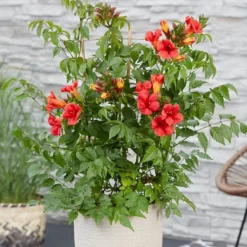 Patio Campsis 'Red Trumpet' 10 Patio Campsis 'Red Trumpet' -Verdant Vibes Zone 550003 3