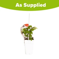 Patio Campsis 'Red Trumpet' 12 Patio Campsis 'Red Trumpet' -Verdant Vibes Zone 550003 5