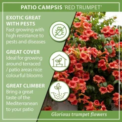 Patio Campsis 'Red Trumpet' 13 Patio Campsis 'Red Trumpet' -Verdant Vibes Zone 550003 6