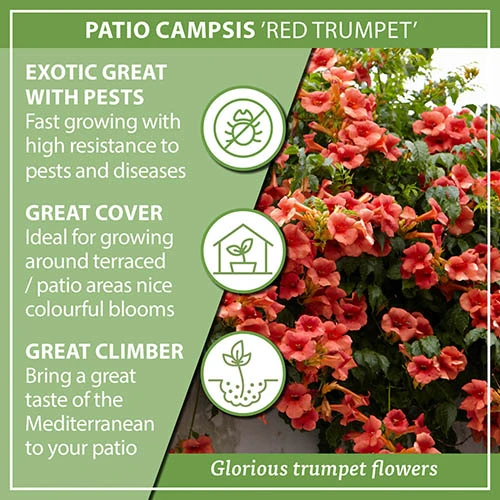 Patio Campsis 'Red Trumpet' 7 Patio Campsis 'Red Trumpet' - Image 7
