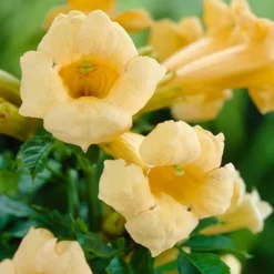 Campsis Trumpet Vine Collection -Verdant Vibes Zone 550046 2