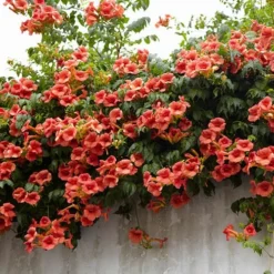 Campsis Trumpet Vine Collection -Verdant Vibes Zone 550046 4