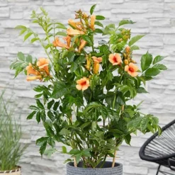Campsis Trumpet Vine Collection -Verdant Vibes Zone 550046 5