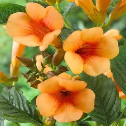 Campsis Trumpet Vine Collection -Verdant Vibes Zone 550046 6
