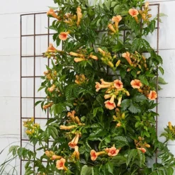 Campsis Trumpet Vine Collection -Verdant Vibes Zone 550046 7
