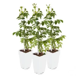 Campsis Trumpet Vine Collection -Verdant Vibes Zone 550046 8