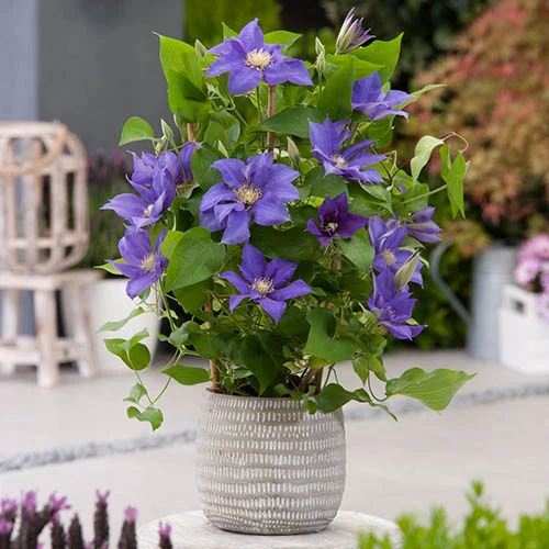 Patio Clematis Collection X 3, BOULEVARD(R) Series 3 Patio Clematis Collection X 3, BOULEVARD(R) Series - Image 3