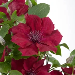 Patio Clematis Collection X 3, BOULEVARD(R) Series 13 Patio Clematis Collection X 3, BOULEVARD(R) Series -Verdant Vibes Zone 550177 4