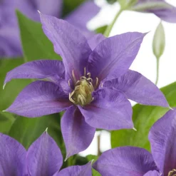 Patio Clematis Collection X 3, BOULEVARD(R) Series 14 Patio Clematis Collection X 3, BOULEVARD(R) Series -Verdant Vibes Zone 550177 5