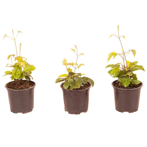 Patio Clematis Collection X 3, BOULEVARD(R) Series 9 Patio Clematis Collection X 3, BOULEVARD(R) Series - Image 9