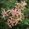 Trachelospermum Asiaticum Star Jasmine 'Pink'