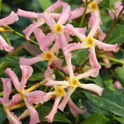 Trachelospermum Asiaticum Star Jasmine 'Pink' 6 Trachelospermum Asiaticum Star Jasmine 'Pink' -Verdant Vibes Zone 550223 2