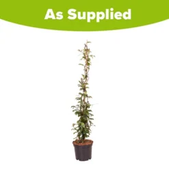 Trachelospermum Asiaticum Star Jasmine 'Pink' 7 Trachelospermum Asiaticum Star Jasmine 'Pink' -Verdant Vibes Zone 550223 3