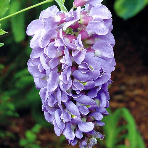 Wisteria 'Amethyst Falls' 1 Wisteria 'Amethyst Falls'