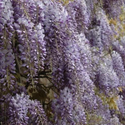 Wisteria 'Amethyst Falls' 8 Wisteria 'Amethyst Falls' -Verdant Vibes Zone 550238 2
