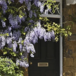 Wisteria 'Amethyst Falls' 9 Wisteria 'Amethyst Falls' -Verdant Vibes Zone 550238 3