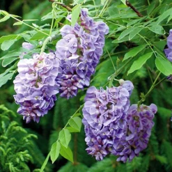 Wisteria 'Amethyst Falls' 10 Wisteria 'Amethyst Falls' -Verdant Vibes Zone 550238 4